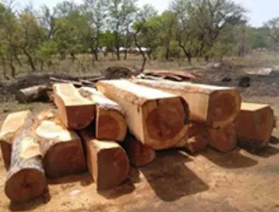 PAPAO SQUARE LOGS (Afzelia Africans)